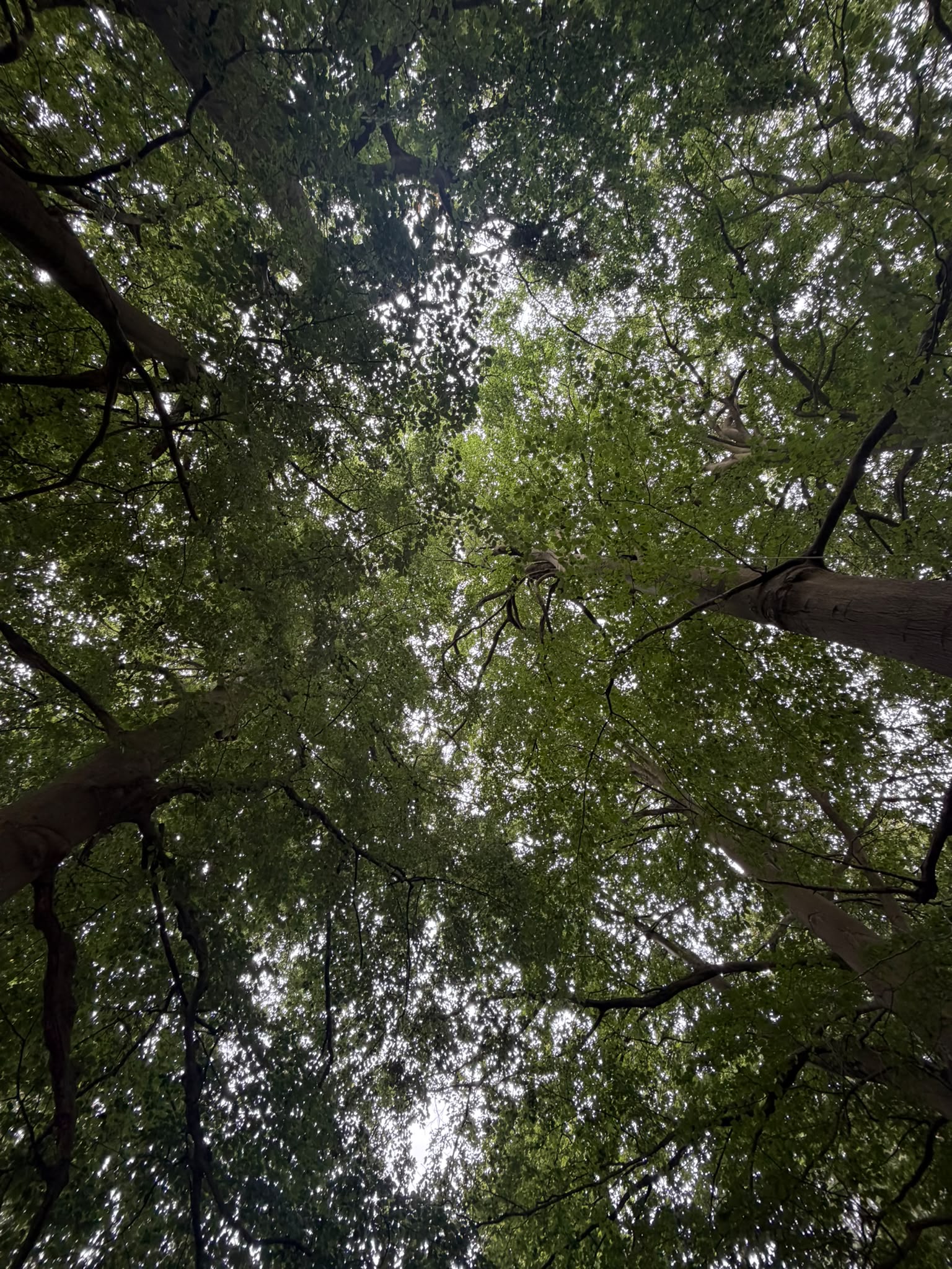 Lush Tree Canopy Aubrey Landscape Maintenance